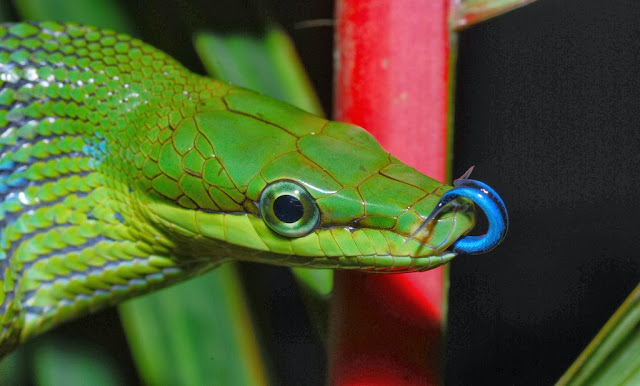 Ular Asli Indonesia: Ular Bajing (Gonyosoma oxycephalum)