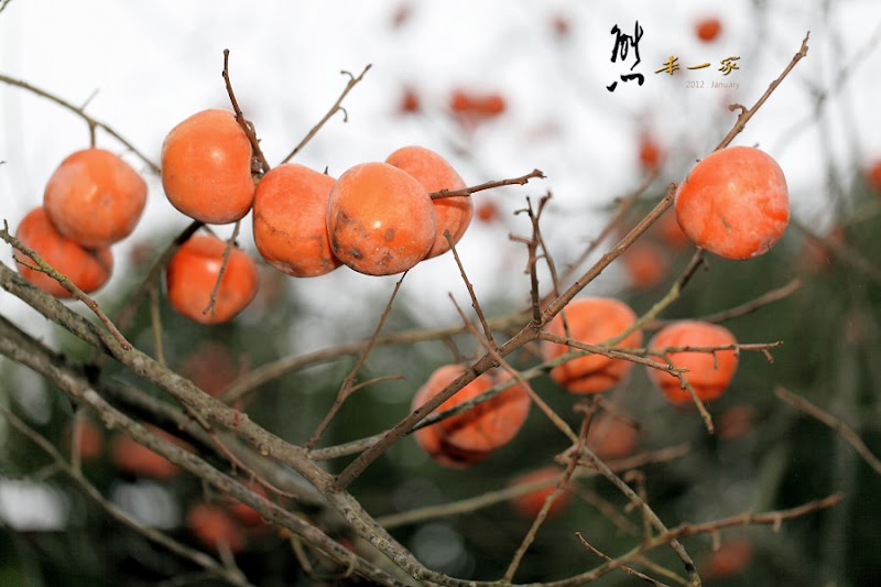 金漢柿餅教育園區~柿餅柿干柿霜柿染DIY