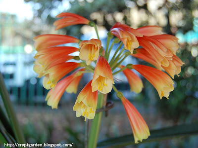 Clivia Interspecific