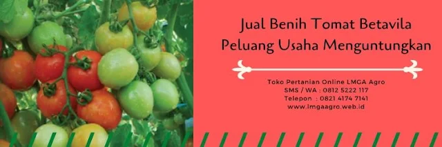 jual benih tomat betavila,benih tomat betavila,tomat betavila,benih tomat,budidaya tomat,lmga agro