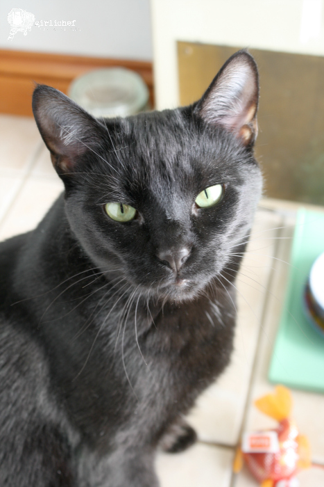 rachel ray nutrish zero grain