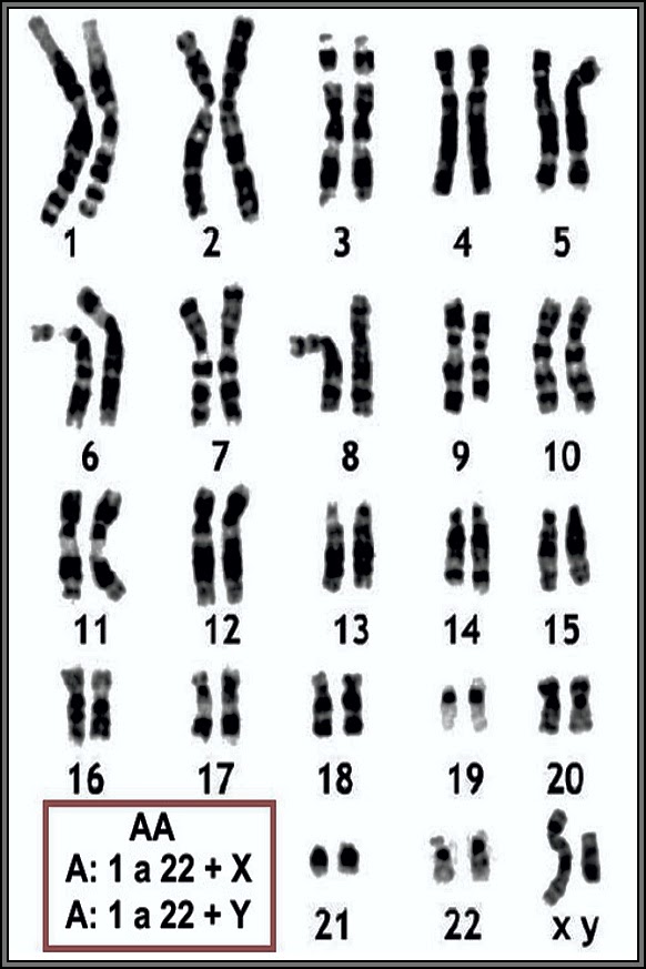 Dientes de León y las guerras