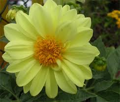 FLORERIA DILMA: DALIAS AMARILLAS