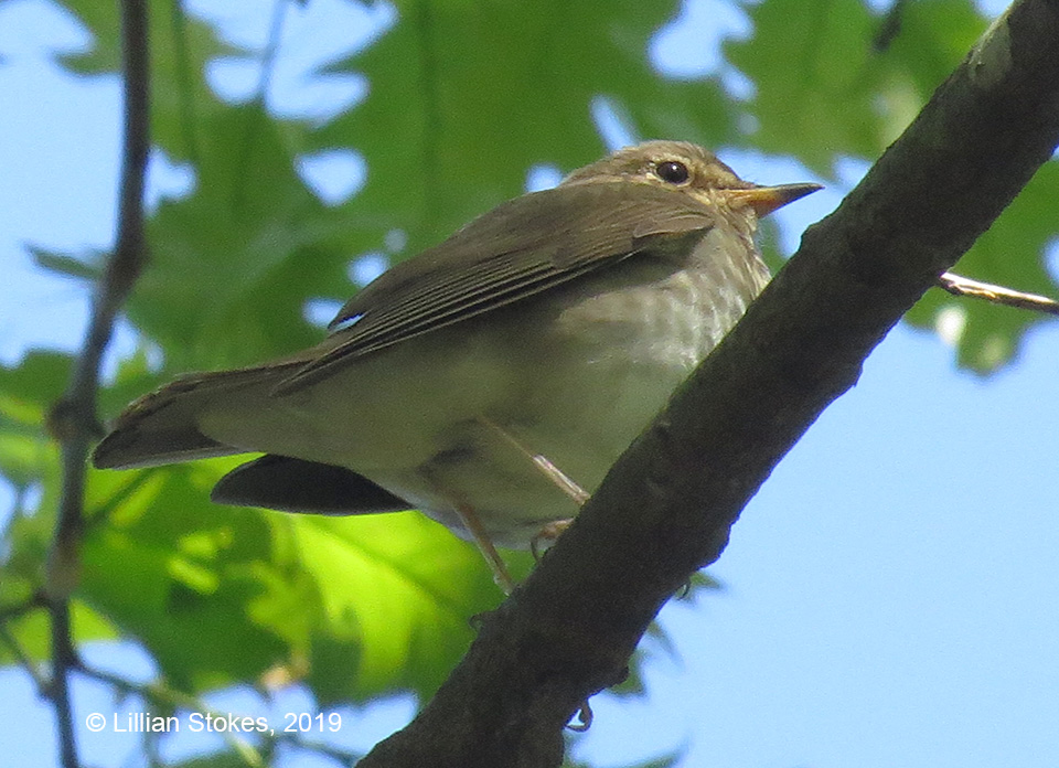 STOKES BIRDING BLOG Mt. Auburn Cemetery Birding Hotspot!!