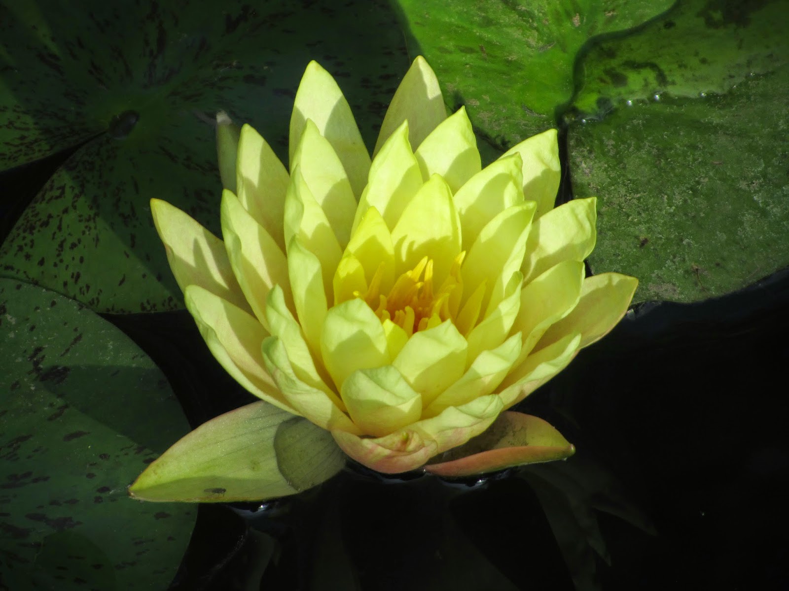 Strongheart John O'Donohue Beannacht