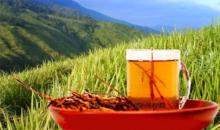 obat herbal untuk kencing sakit keluar lendir putih paling mujarab