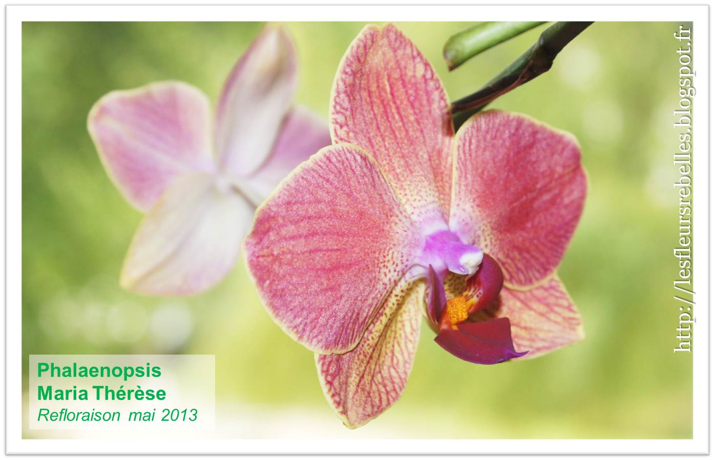 Bonne nouvelle : ton orchidée Phalaenopsis n'est pas morte !