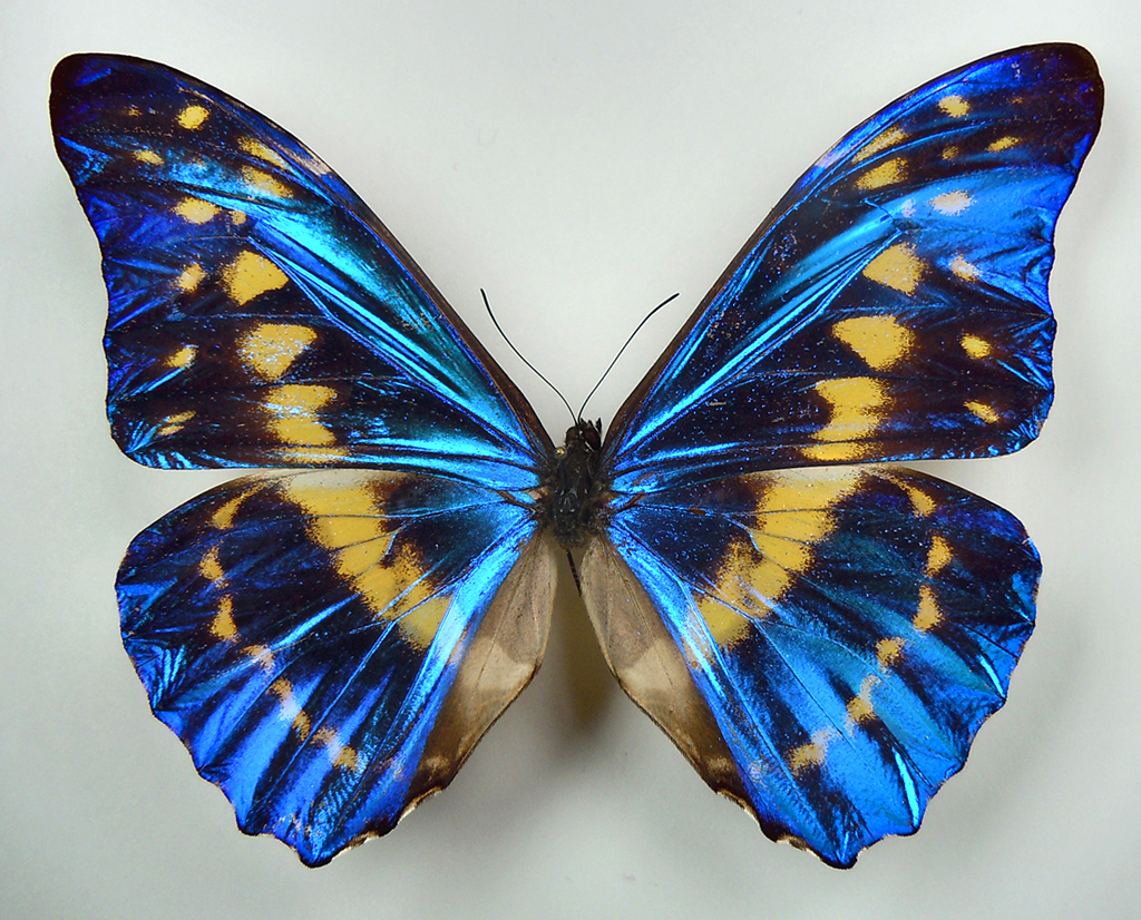 澳大利亚26种本地蝴蝶面临灭绝危险_澳洲