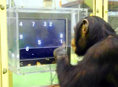 Ayumu el chimpancé más inteligente del Mundo.