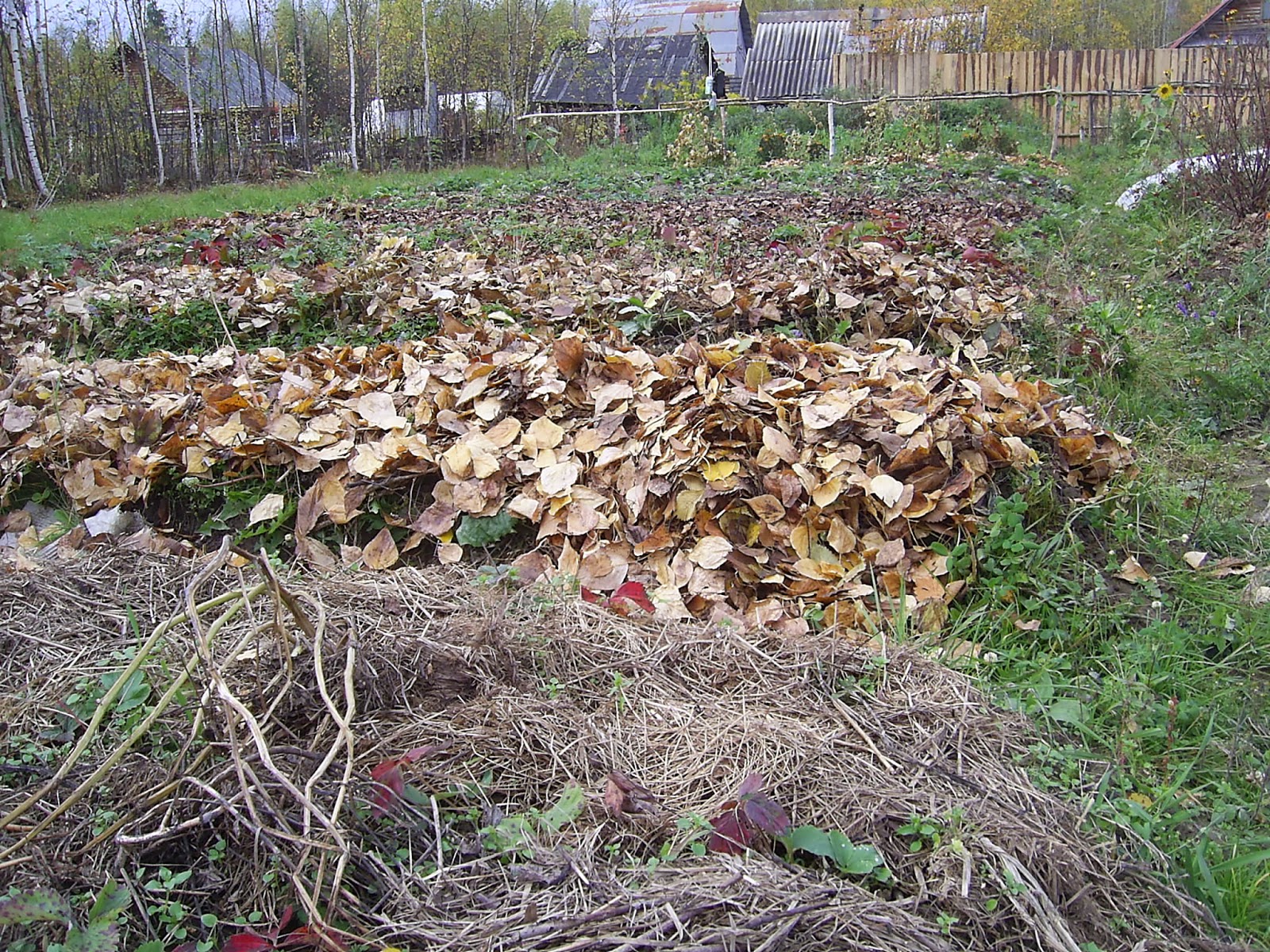 укрыв листвой. мульча укрытие. листочками накрыло. каркасное укрытие для зимующих растений. укрытие крупнолистной гортензии осенью.