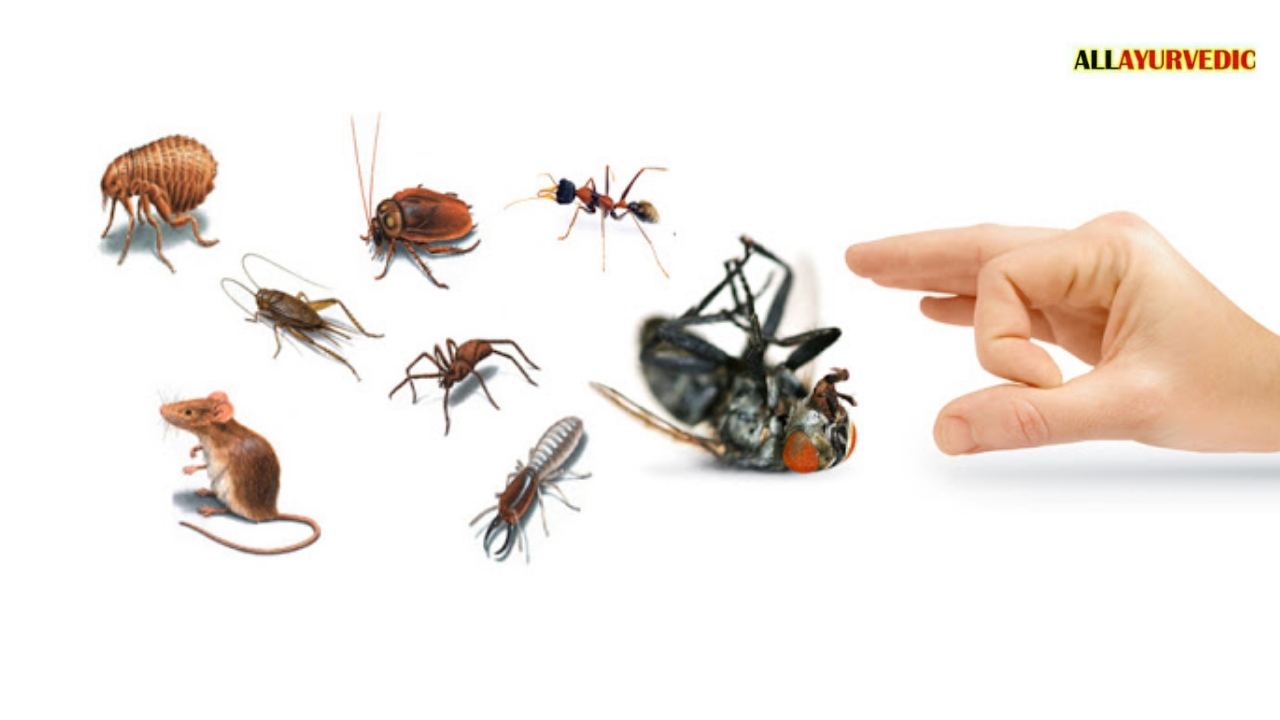 Дезинсекция тараканы клопы. Борьба с насекомыми и грызунами. Дезинфекция дезинсекция дератизация. Животное уничтожающее вредных насекомых. Опасные насекомые ленобласти.