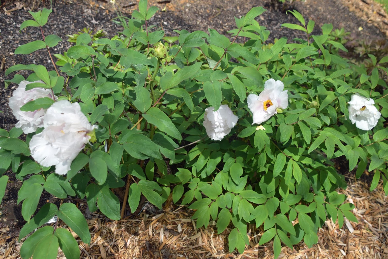 Southern Peony 2020 Chinese Tree Peony Seedlings All White