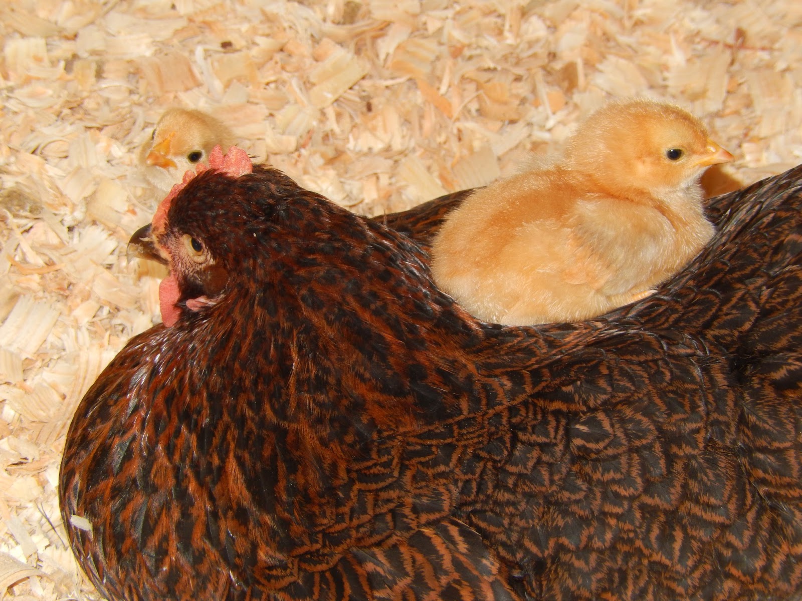 Pam's Backyard Chickens How to Raise Chicks With a Broody Hen