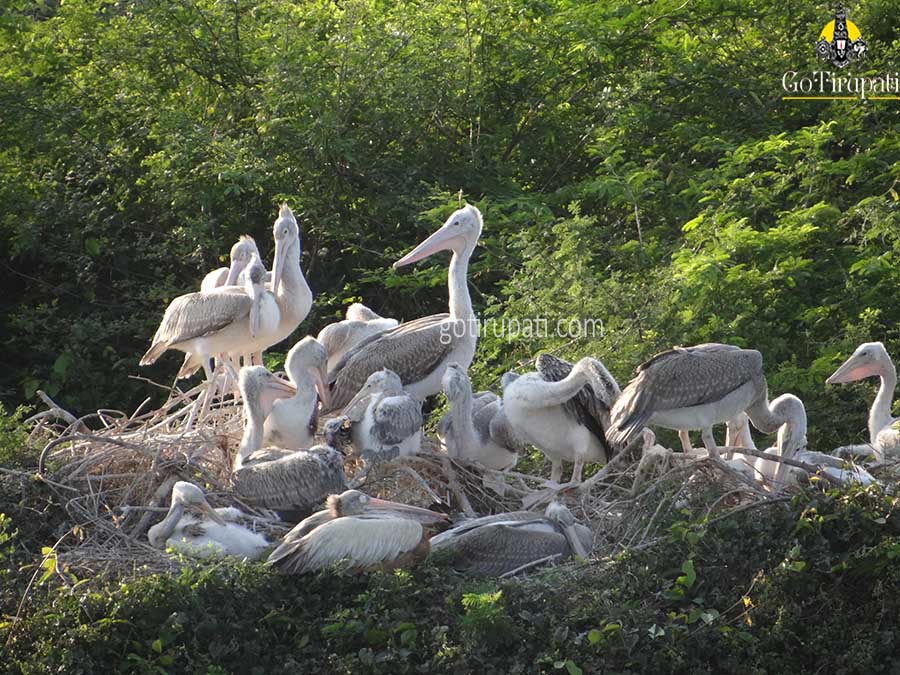 GoTirupati Nelapattu bird sanctuary Andhra Pradesh Timings
