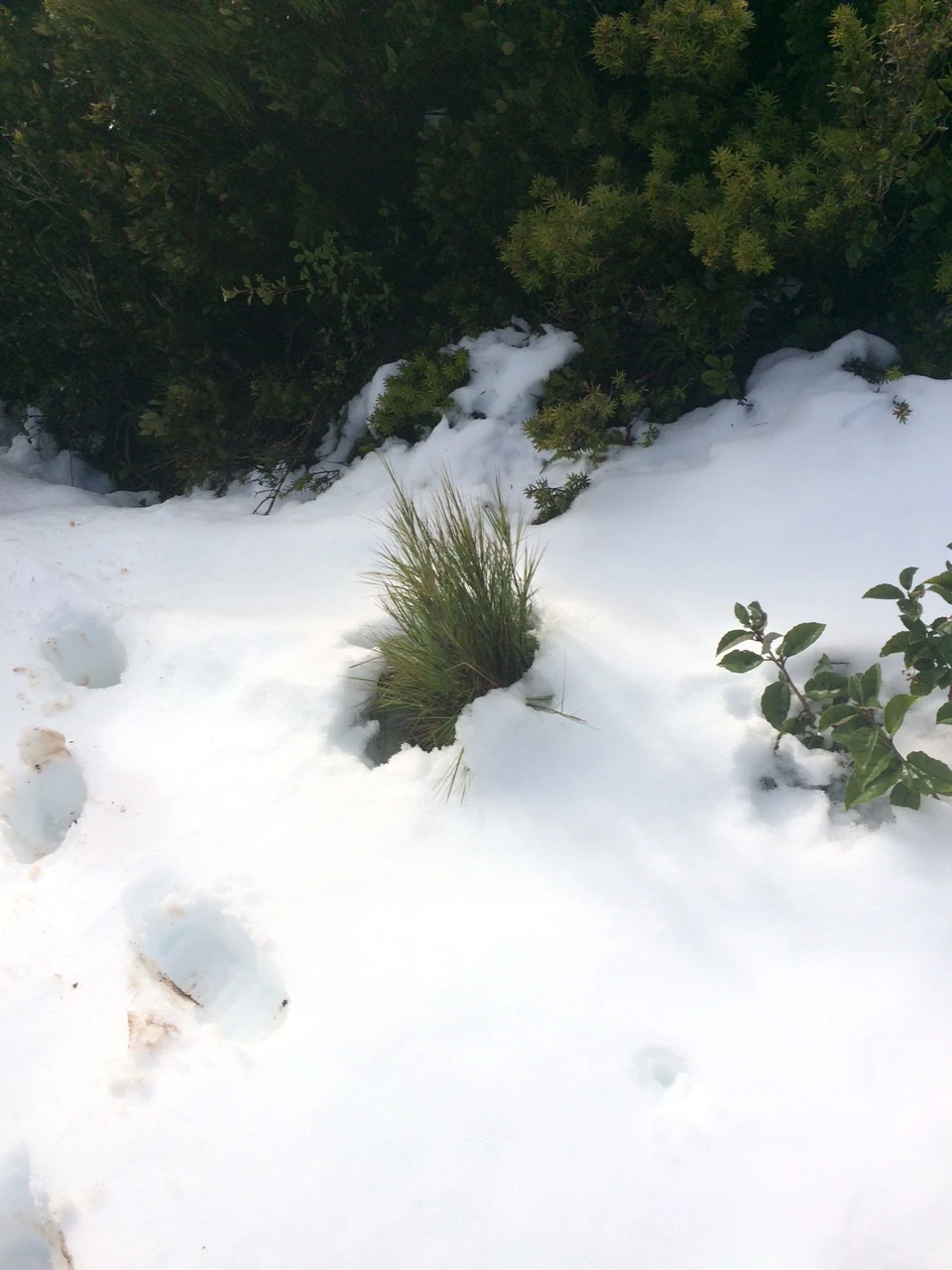 Crisp Hail So Thick It Looks Like Snow Hits Upper North Island Landscape for Your Screen