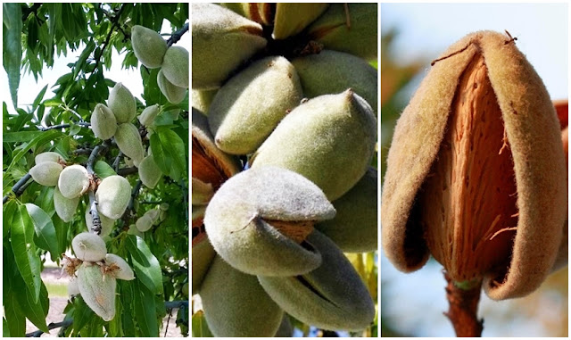 Cultivo da Amendoeira Cultivo, sementeira e plantação da Amendoeira