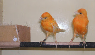 Burung Kenari - Solusi Penangkaran Burung Kenari -  Kode Ring Kenari Import Pada Negara Brasil
