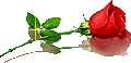 Rosa Poesia em Flor: quot O ESSENCIAL quot Rosa Poesia em Flor: quot O ESSENCIAL quot
