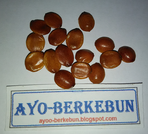 menanam pohon bidara dari biji ayo berkebun menanam pohon bidara dari biji ayo berkebun
