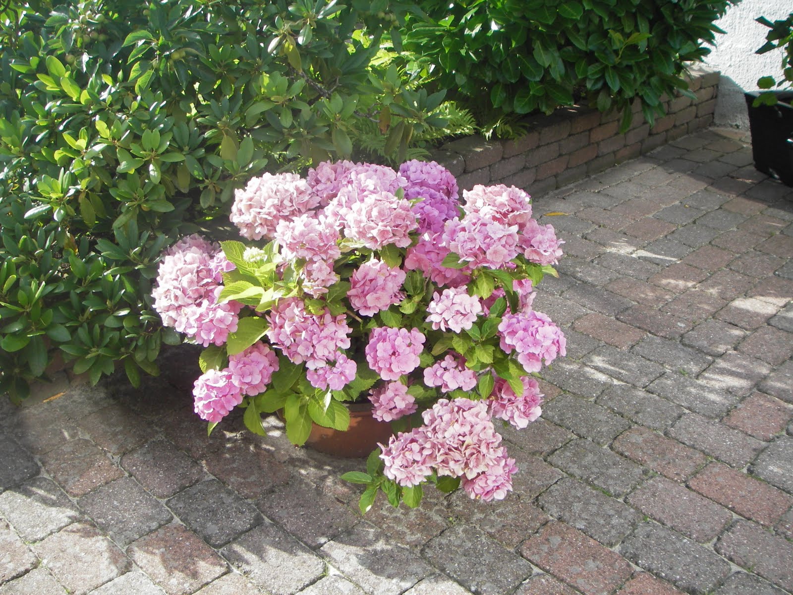 MajasArv: august 2011