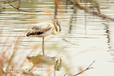 Flamenco común (Phoenicopterus roseus) descansando en la laguna, que tiene una profundidad media, pues las patas del flamenco quedan sumergidas solo hasta la mitad.