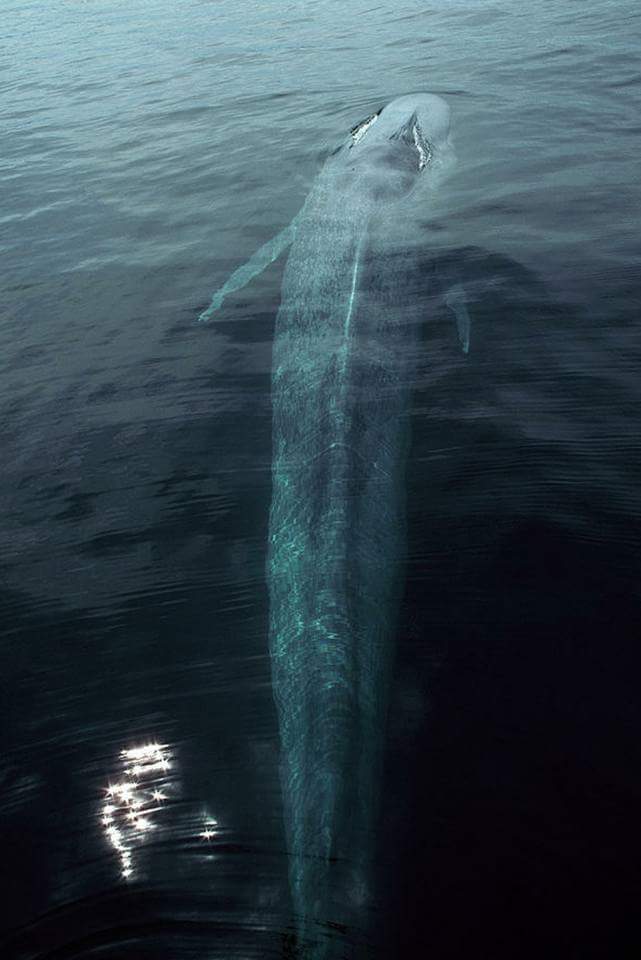 Tahu Gak Kalau Ikan Yang Menelan Nabi Yunus Masih Hidup Wow Menariknya
