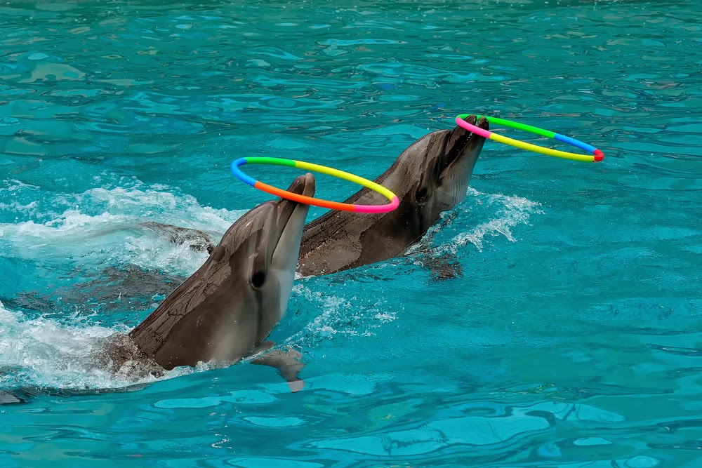 delfin reifen delfin reifen