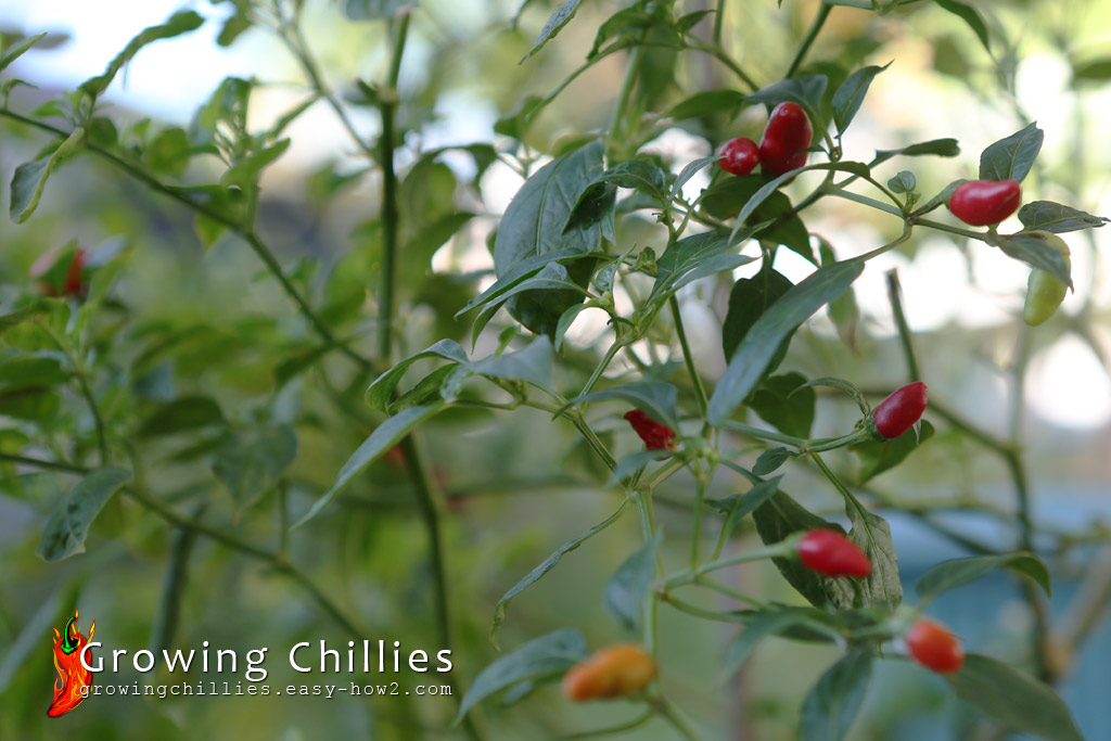 How to grow chillies Chilli plant spray pest control