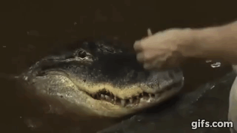 Florida Man Feeds Pet Alligator Pizza and Chocolate Chip Cookies