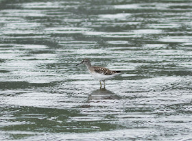 Wood Sandpiper - Higher Moors, Scilly