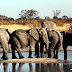Λαθροκυνηγοί σκότωσαν 100 ελέφαντες
