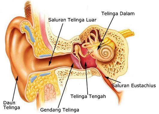 Bagian-bagian telinga