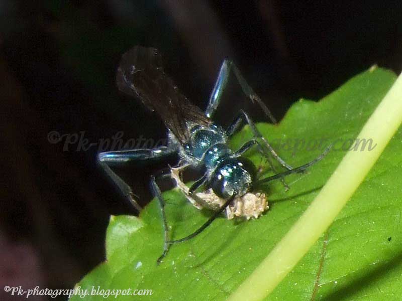 Blue Mud Dauber Wasp Nature, Cultural, and Travel Photography Blog