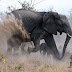 Ελέφαντας αντιμετώπισε 18 ύαινες για να σώσει το μικρό του