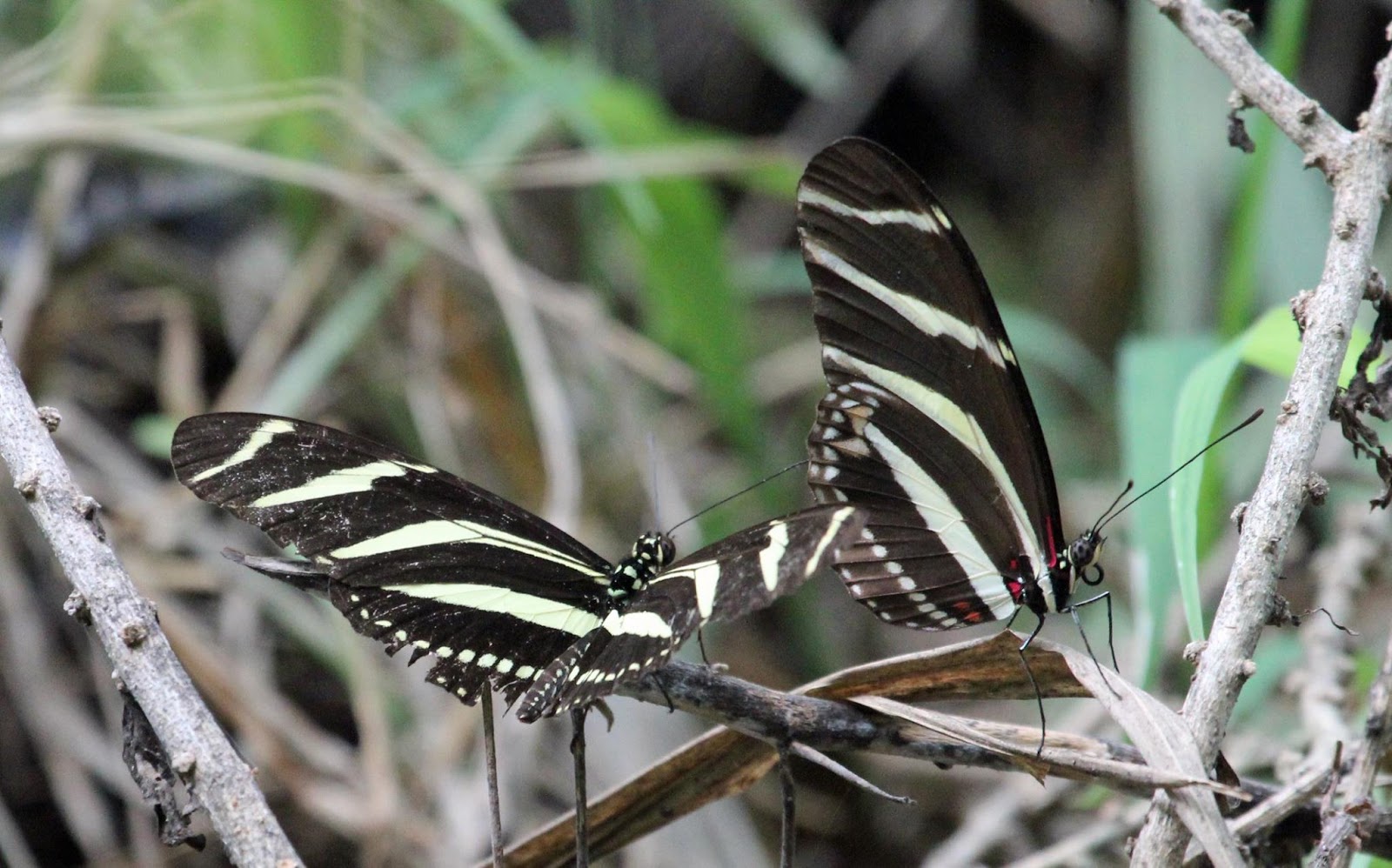 Ruminations South Texas Butterflies Part I