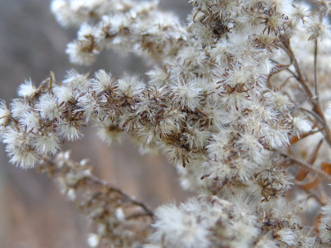 Late Autumn Texture in the Garden 2012