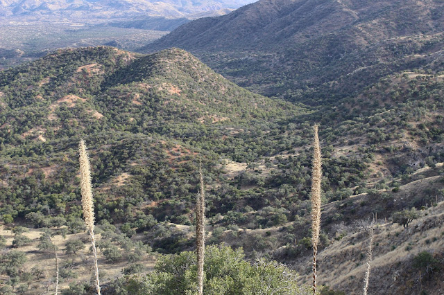 Guided%2BCoues%2BDeer%2BHunts%2Bin%2BSonora%2BMexico%2Bwith%2BJay%2BScott%2Band%2BDarr%2BColburn%2BDIY%2Band%2BFully%2BOutfitted%2B35.JPG