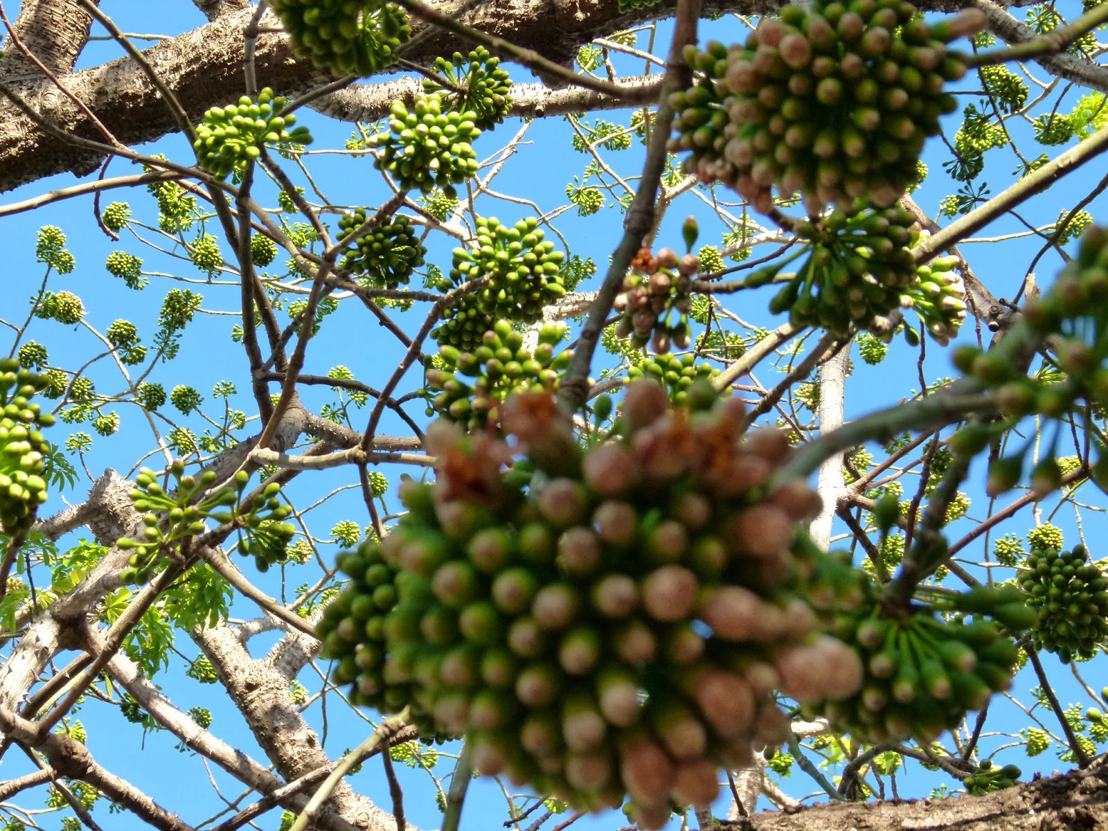 Visit Key West Fantastic flowers of Key West