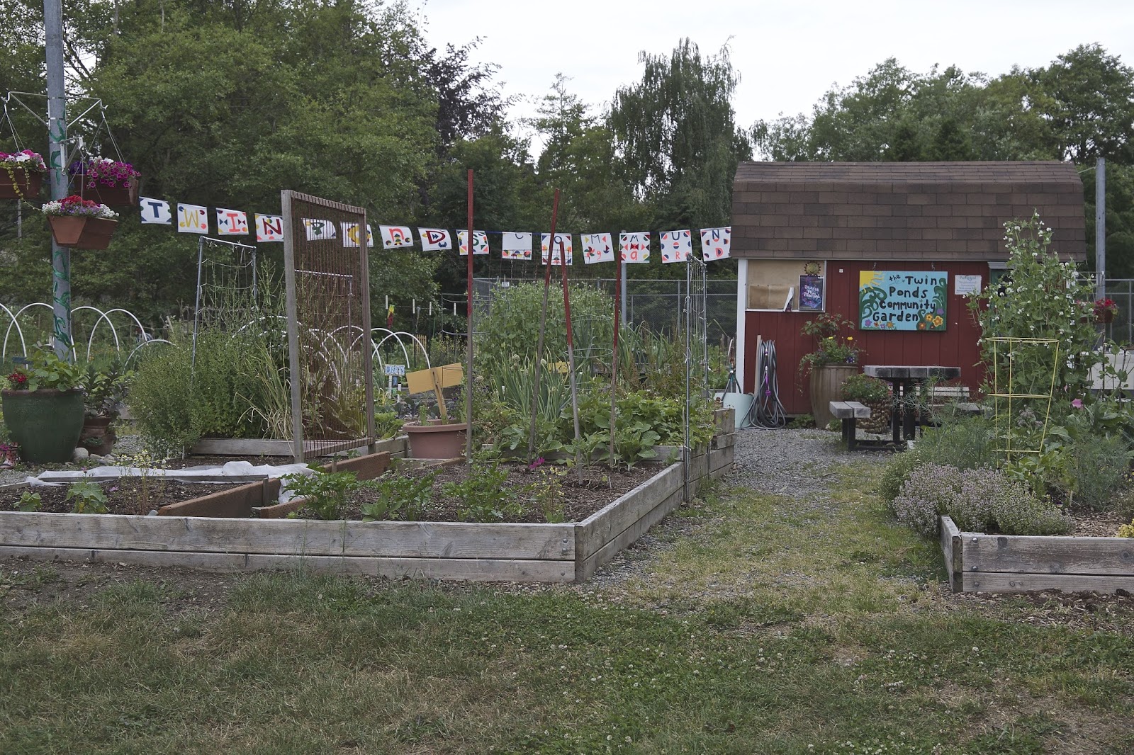 Shoreline Area News Fund raising drive for Twin Ponds Giving Garden