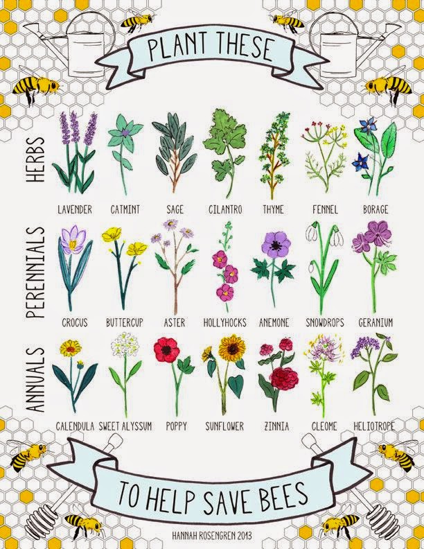 Bee friendly plants, Hannah Rosengren on 'growourown.blogspot.com' ~an allotment blog