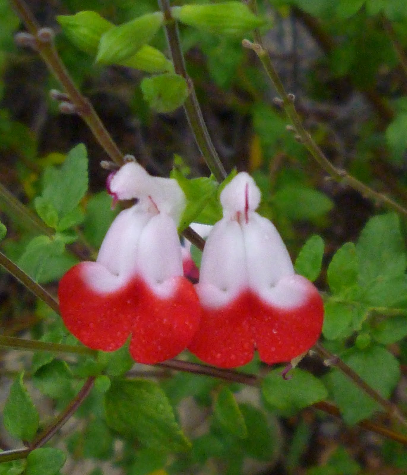 Gladsome Lights Spiders, Perfume, and Hot Lips