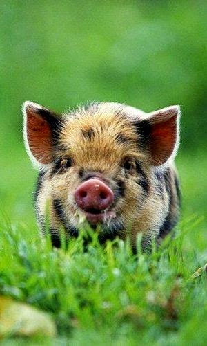 pinterest-hot-trends-country-pig