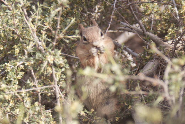 the squirel for the christmas ball