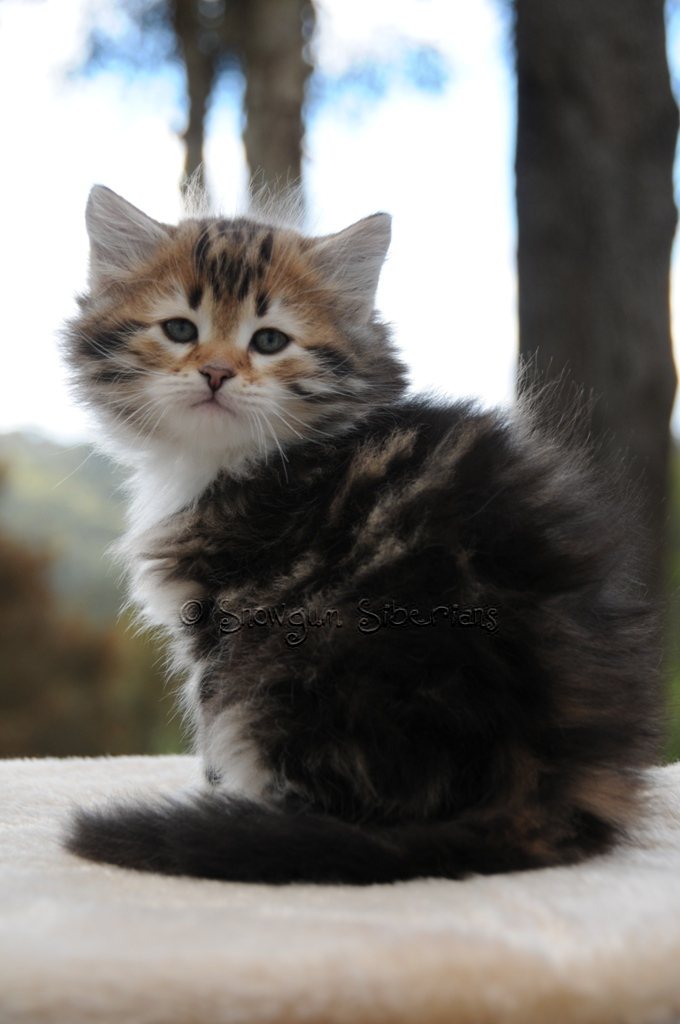 Snowgum Siberian Cats and Kittens: 8 weeks