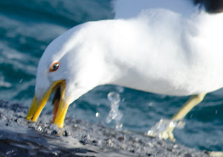 Ataque de gaviota al lomo de una ballena