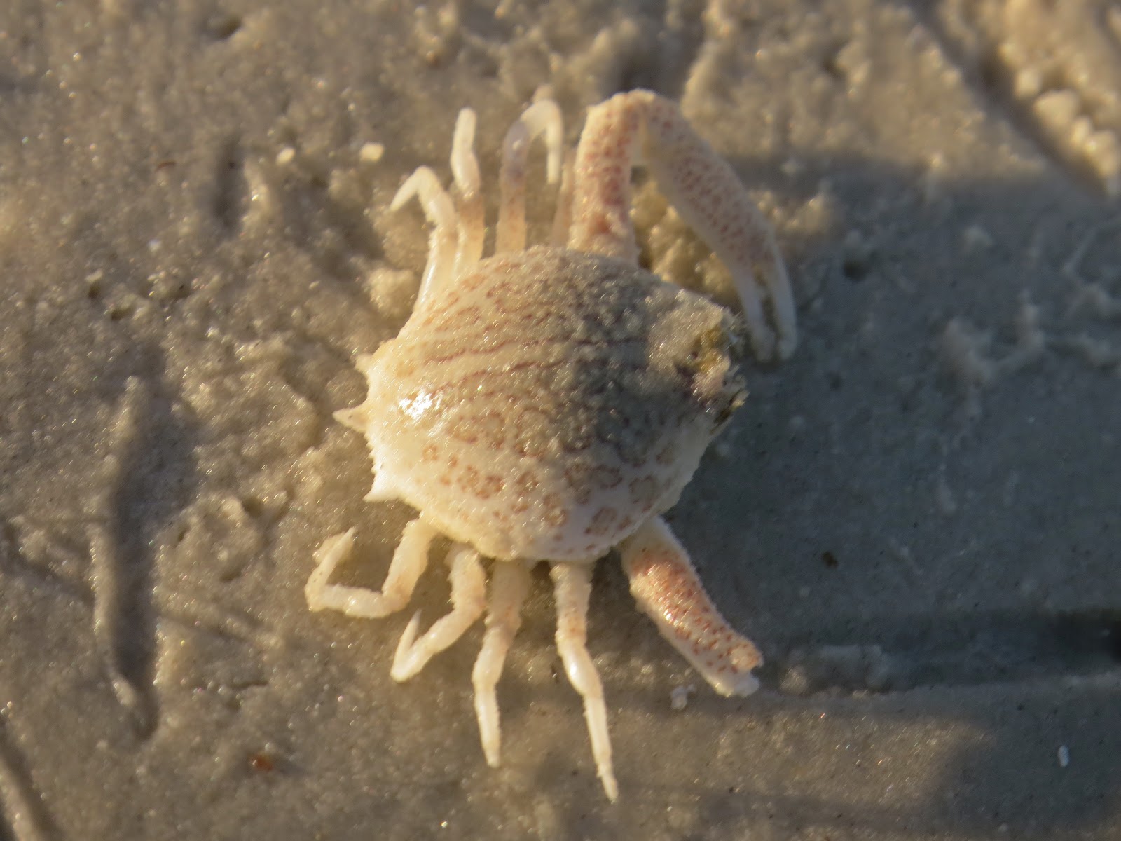 Florida Suncoast Birding Purse Crab