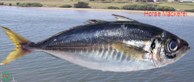 horse mackerel fish, horse mackerel 