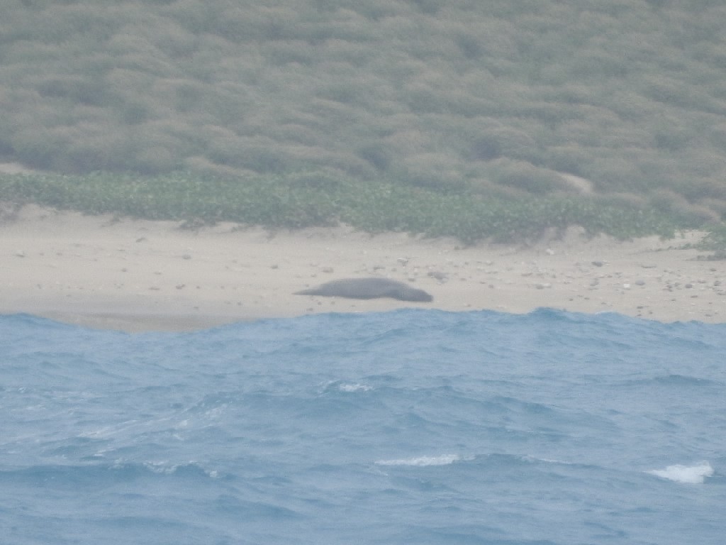 2/28/2018 Monk Seal Dailies