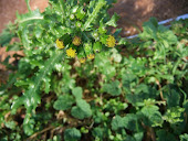 Senecio vulgaris