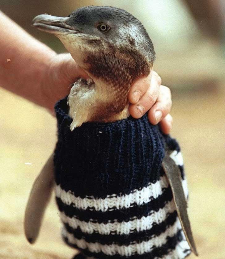 suéteres para pingüinos